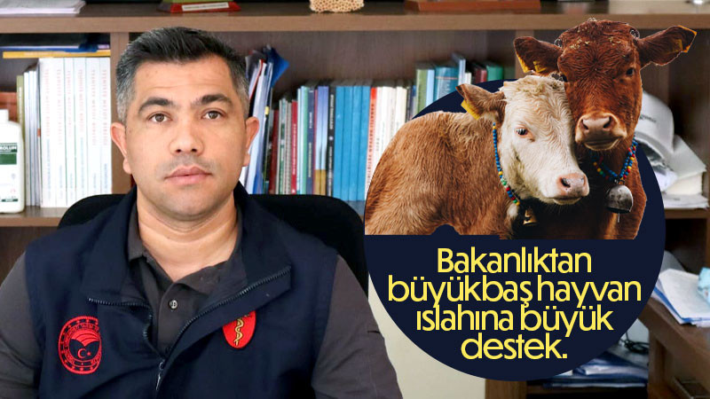 Bakanlıktan büyükbaş hayvan ıslahına büyük destek. 