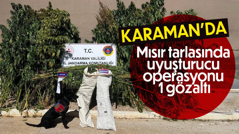 Mısır tarlasında uyuşturucu operasyonu: 1 gözaltı