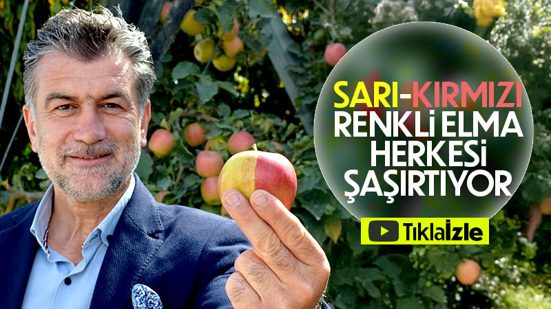 Sarı-Kırmızı Elma Görenleri Şaşırtıyor!