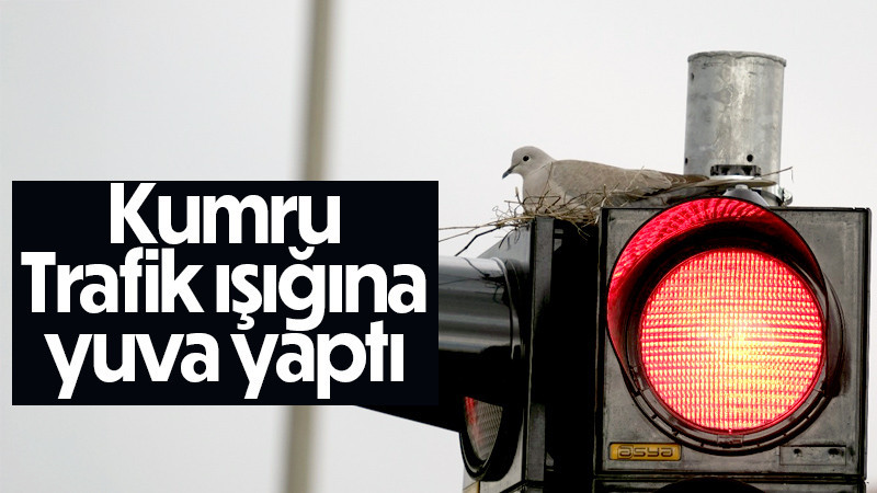 Kumru trafik ışığına yuva yaptı