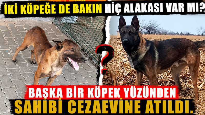 Başka bir köpek yüzünden cezaevine atıldı