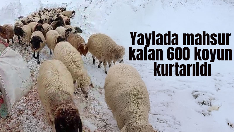 Yaylada mahsur kalan 600 koyun kurtarıldı