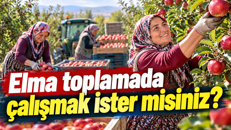 Elma toplamada çalışır mısınız?